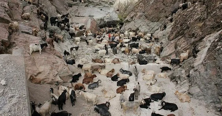 Uçurumdan atlayan 120 keçi telef oldu
