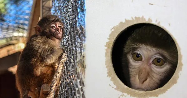 Antalya'da koli içinde bulunan maymun 'Fıstık'tan haber var! 'Geldiğinde çok korkmuştu' - Galeri - Trend Yaşam
