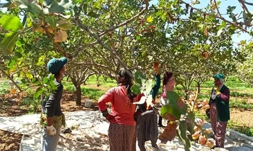 ’Yeşil Altın’da üreticinin yüzü gülüyor