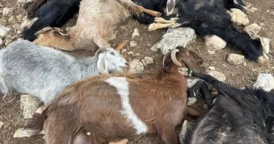 Şırnak’ta yıldırım düşmesi sonucu 99 küçükbaş hayvan telef oldu #sirnak