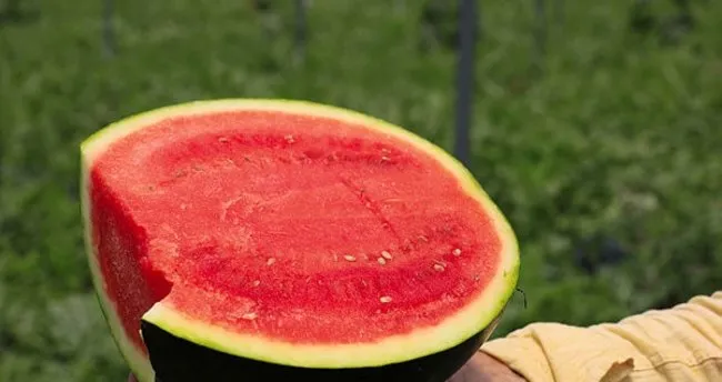 karpuzun faydalari ve zararlari nelerdir karpuz neye hangi hastaliklara iyi gelir saglik haberleri