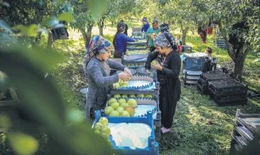 Armut rekoltesinde rekor artış umudu