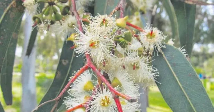 Okaliptüs yaprağının 7 faydası