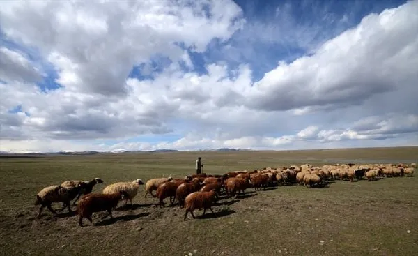 Kars'ta meralar canlanıyor