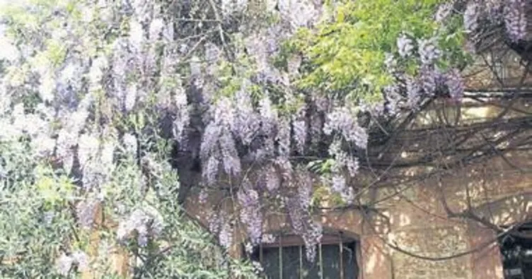 Ayvalık’ta mor salkım büyülüyor