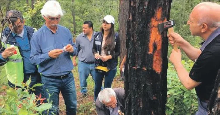 Honduras’ın ormanları TİKA’yla güvende