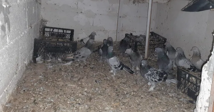 Güvercin hırsızı yakalandı