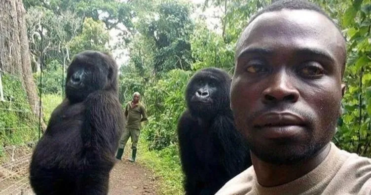 Gorillerle selfie tartışması
