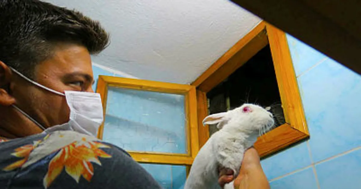 5 gundur kayip tavsan dustugu apartman