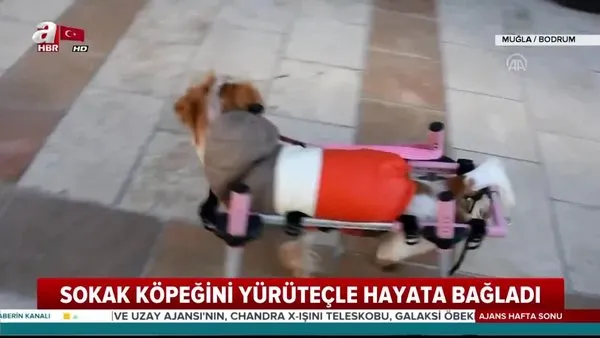 Bir ayağını kullanamayan 'Latte' isimli köpeği sevginin gücü ayağa kaldırdı |Video