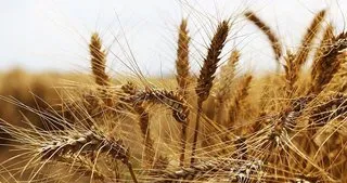Avrupa’da buğday fiyatı son 2 yılın en düşük sevinesine indi