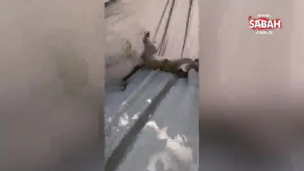 Firari maymun Bağcılar'da yakalandı | Video