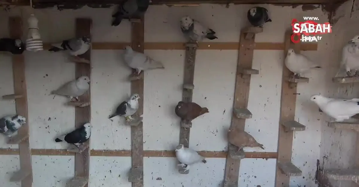 babadan miras guvercin sevdasi video videosunu izle son dakika haberleri