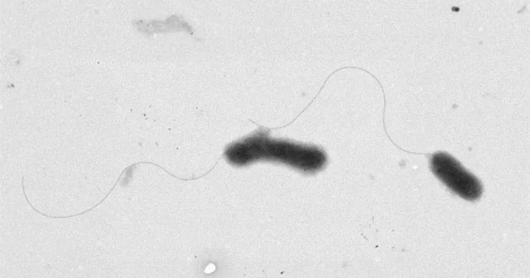 Yeni bir bakteri türü keşfedildi