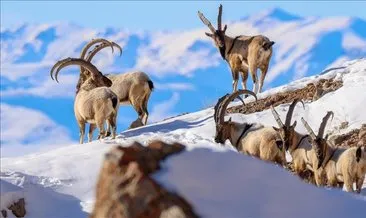 Dağın en inatçı sakinleri: Yaban keçileri doğayı canlandırıyor