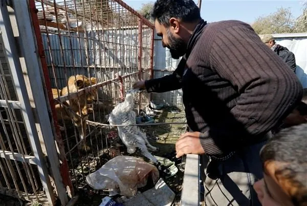 Musul hayvanat bahçesi bu hale geldi!