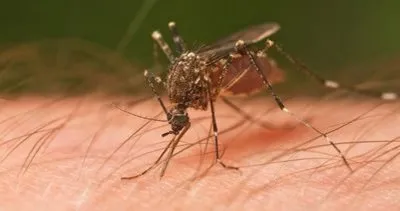 Sivrisinek ısırıklarında bitkisel tedavi yöntemleri