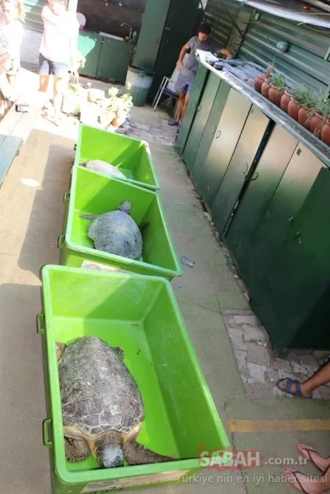 Deniz kaplumbağaları Patara, Likya ve Belkıs, türlerinin geleceğine de hizmet edecek