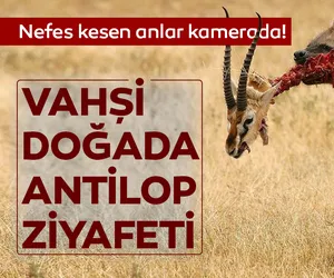 do-ada-vah-i-m-cadele-kamerada-galeri-ya-am