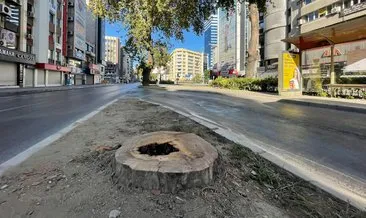 İzmir Büyükşehir Belediyesinden ağaç katliamı #izmir İzmir Büyükşehir Belediyesinden ağaç katliamı #izmir