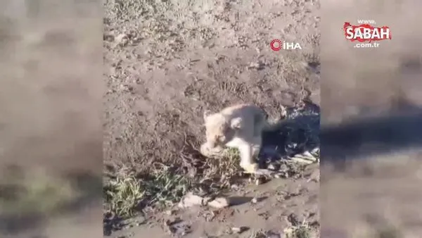 Şanlıurfa'da görülen yavru aslan her yerde aranıyor | Video