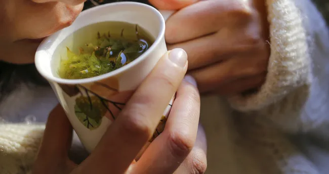 Kedi Otu Çayı Faydaları Nelerdir? Kedi Otu Çayı Nasıl Yapılır?