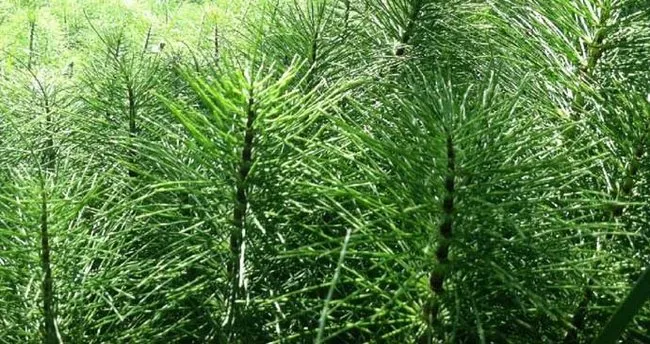 kirkkilit otunun faydalari ve zararlari nelerdir kirkkilit otu nerede yetisir nasil tuketilir saglik haberleri
