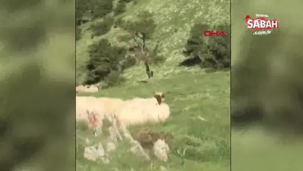 Kangal köpeği, sürüye yaklaşan ayıyı böyle kovaladı | Video