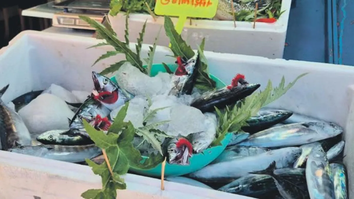 Bu kış palamut bol fiyatlar uygun