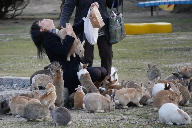 Japan Has an Island Filled With Bunnies You Can Cuddle Travel Bunny island, Bunn
