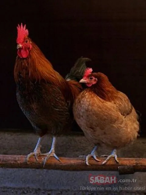 Tarihteki ilginç ve garip olaylar