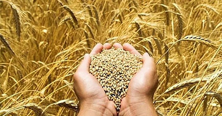 buğday ile ilgili görsel sonucu