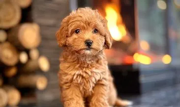 Köpeği turuncuya boyayıp sattılar #diyarbakir