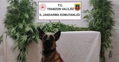 Trabzon’da uyuşturucu operasyonu