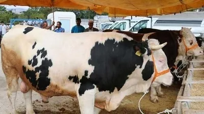 diyanet takvimi 2020 kurban bayrami ne