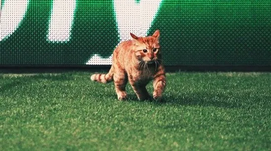Beşiktaş-Bayern Münih maçında sahaya giren kedi sosyal medyayı salladı