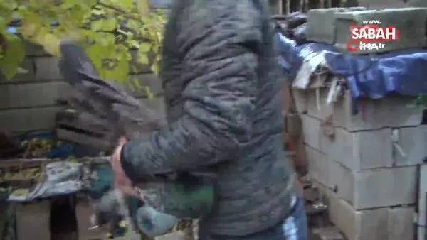 Bahçesinde bulduğu tavus kuşunu yetkililere teslim etti | Video