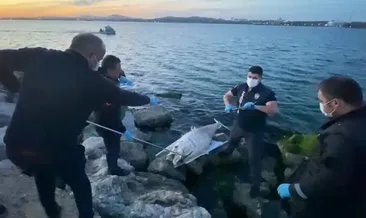 Dev orkinos balığı, ölü olarak kıyıya vurdu! #kocaeli