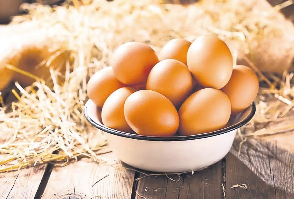 Tavuk mu yumurtadan yumurta mı tavuktan?
