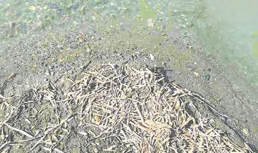 Akarca koyu s.o.s veriyor