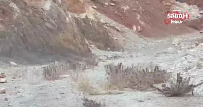 Elazığ’da dağ keçileri sürü halinde görüntülendi | Video