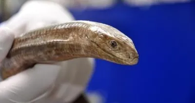 Oluklu kertenkele yılan sanılıp öldürülülyor!