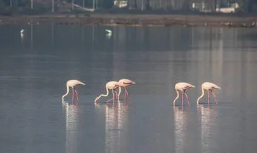 Flamingo Cenneti’nde neler oluyor?  CHP’li belediye seyirci