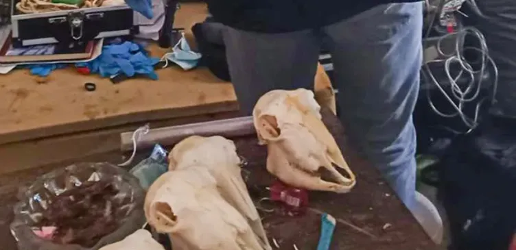 Mezarlardan çalınan cesetler ülkeyi sarstı! Yemek için vücut parçalarını çaldım