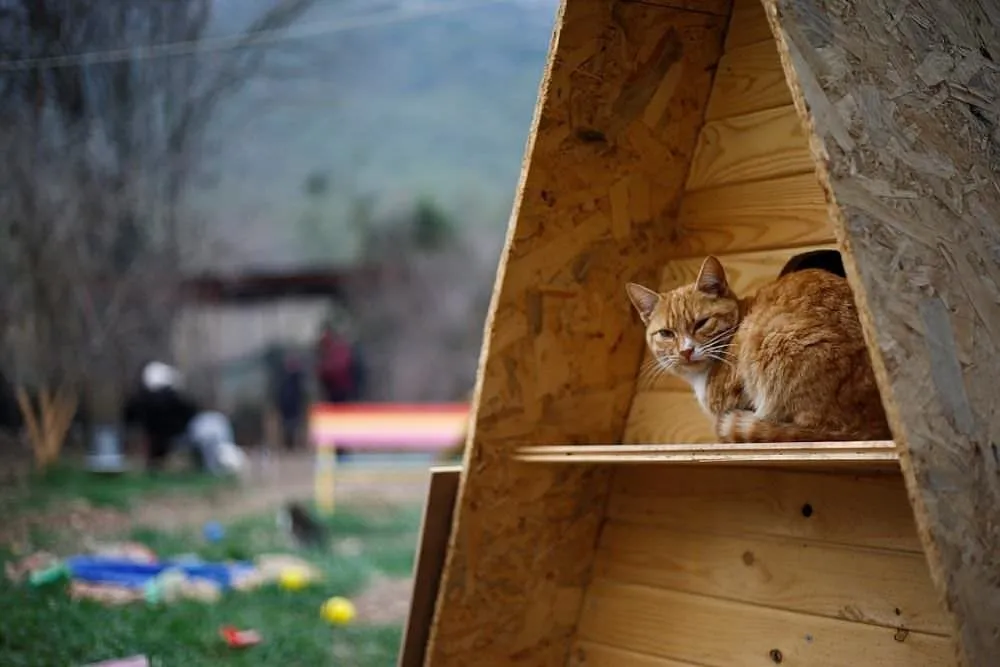�Mandıra Filozofu�ndan etkilendi, kedi köyü kurdu FotoHaber Yaşam