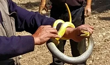 Eliyle yakaladığı 1.5 metre boyundaki yılanla oynadı