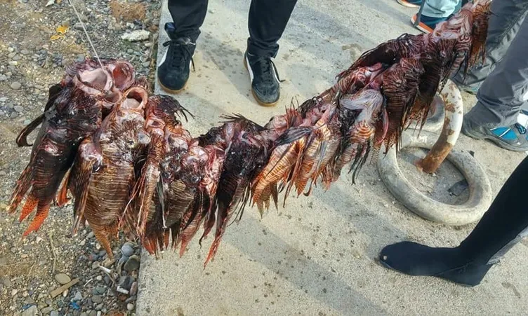 Mersin'de yakalandı! EÄer dokunursanız...