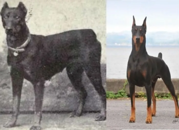 Köpeklerin 100 yıllık evrimi