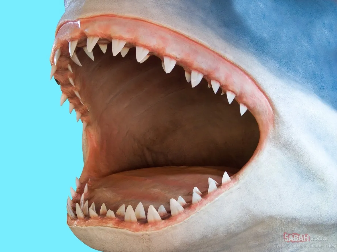 Megalodon köpek balığının gerçek boyutları ortaya çıktı Son Dakika