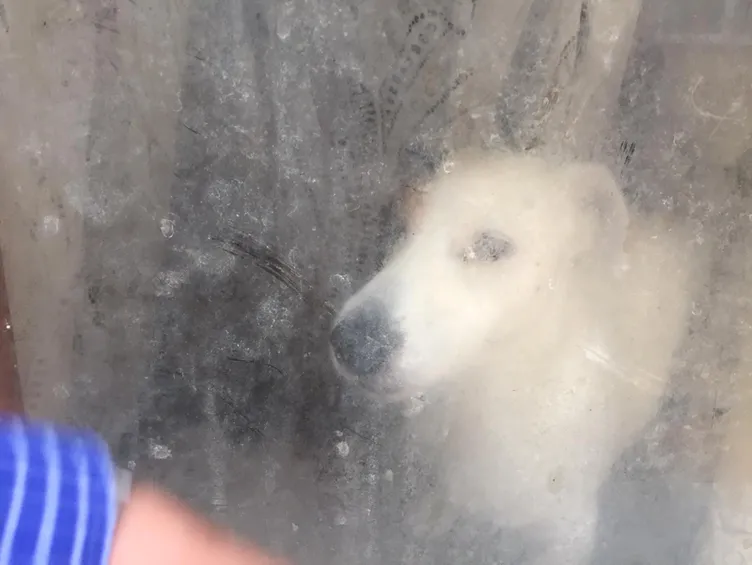 Çöp eve baskın düzenleyen ekipler gördükleri karşısında neye uğradığını şaşırdı